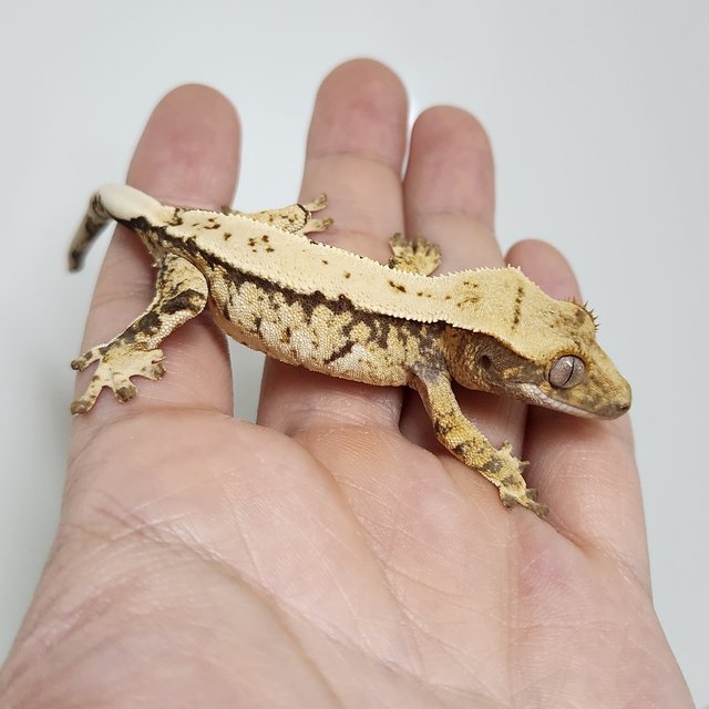 노멀 화이트스팟 드리피