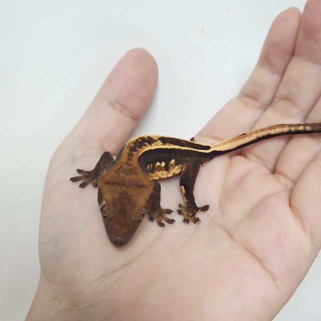 슈퍼스트라이프 엠티백