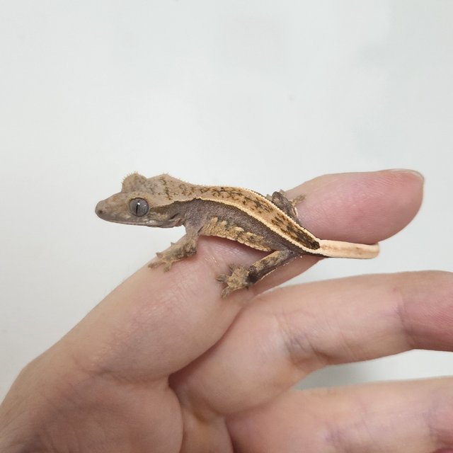 핀스트라이프 블랙