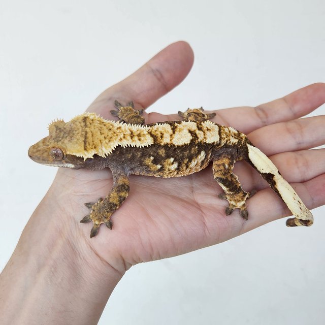 노멀 트라이 할리퀸