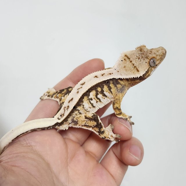 노멀 풀핀 화이트 트라이