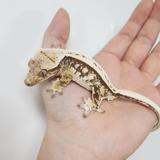 노멀 풀핀 화이트 트라이