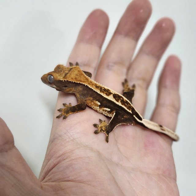 슈퍼스트라이프 엠티백