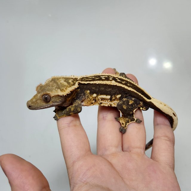 슈퍼스트라이프 엠티백