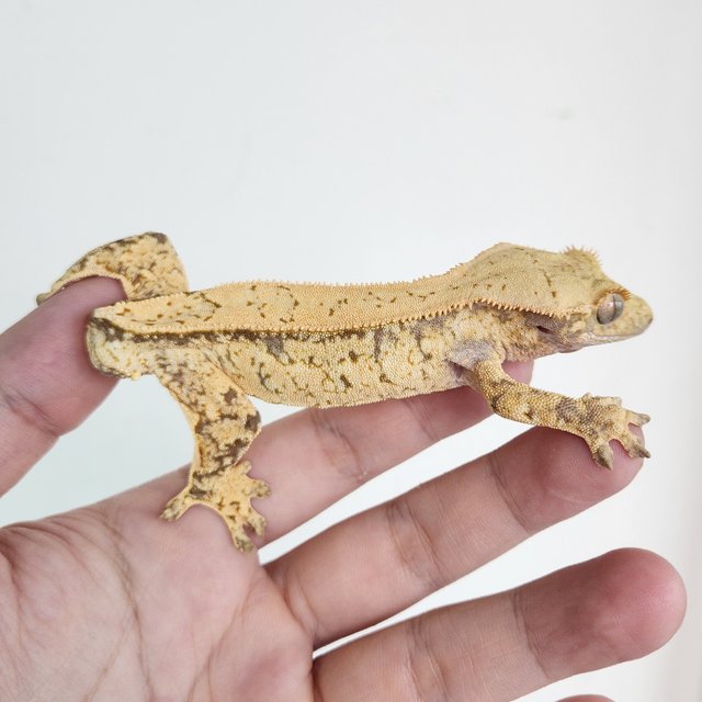 노멀 드리피 쿼드 화이트스팟