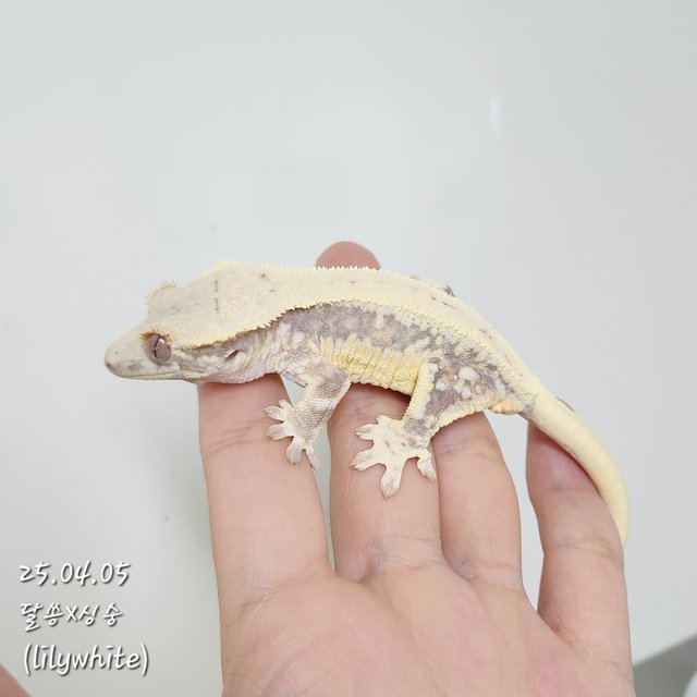 릴리화이트 풀핀