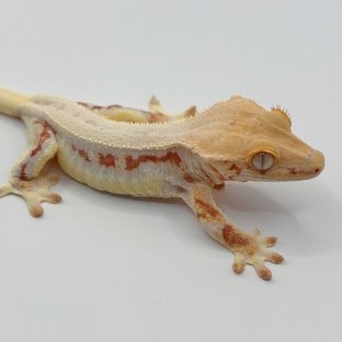 릴리화이트 레드 크림