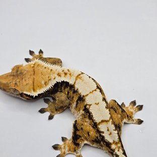 트라이 노멀 화이트스팟 드리피 텐저린 옐로우