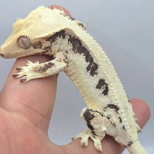 릴리화이트 블랙 화이트