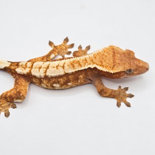 노멀 트라이 레드 화이트 옐로우 텐저린