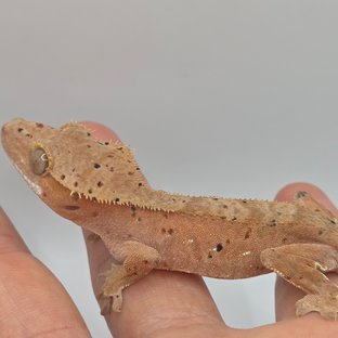 노멀 슈퍼달마시안