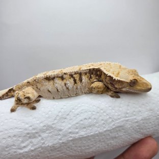 노멀 트라이 드리피 익스트림할리퀸 화이트스팟 텐저린