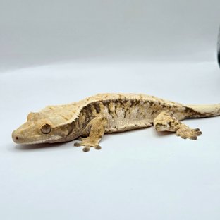 노멀 트라이 드리피 익스트림할리퀸 화이트스팟 텐저린