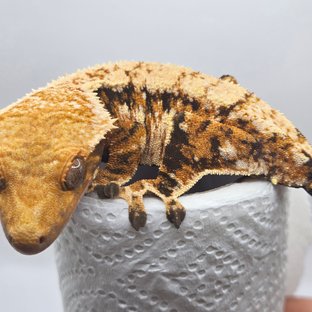 노멀 트라이 익스트림할리퀸 할리퀸 옐로우