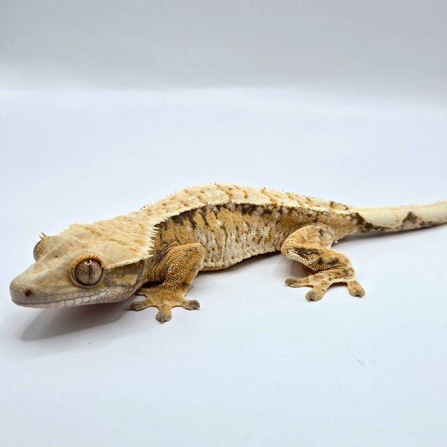 노멀 트라이 드리피 화이트스팟 텐저린 옐로우