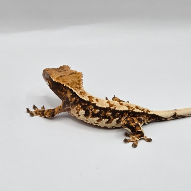 트라이 텐저린 쿼드 풀핀 핀스트라이프