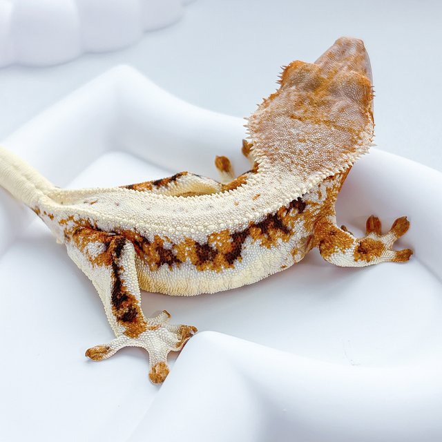 트라이 릴리화이트