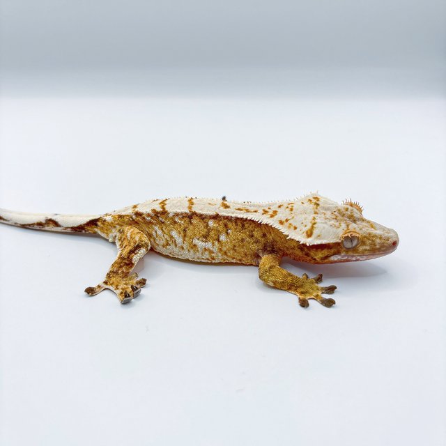 노멀 트라이 드리피 화이트 화이트스팟 할리퀸