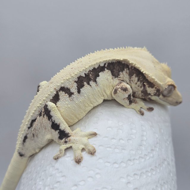 릴리화이트 블랙 화이트