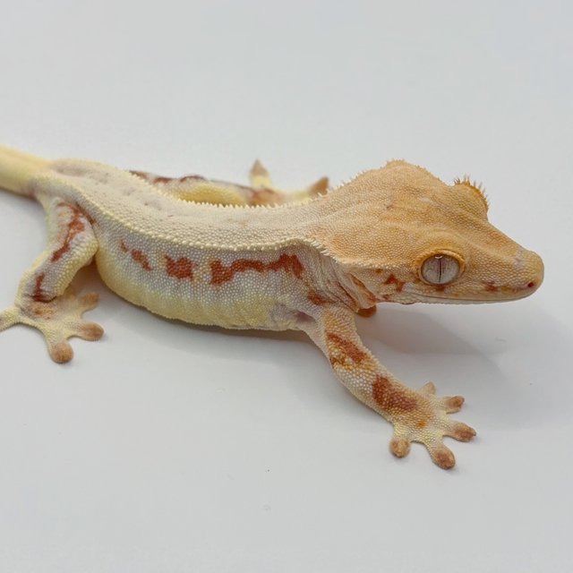 릴리화이트 레드 크림