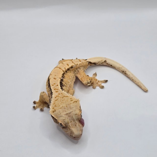 노멀 드리피 화이트스팟 옐로우 화이트 크림