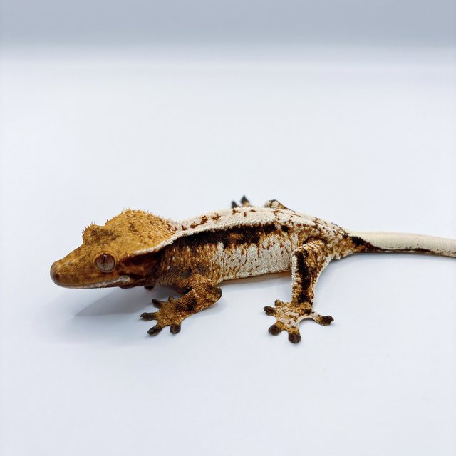 트라이 쿼드 풀핀 텐저린 옐로우 화이트