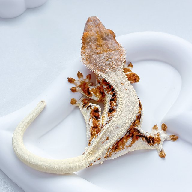 트라이 릴리화이트