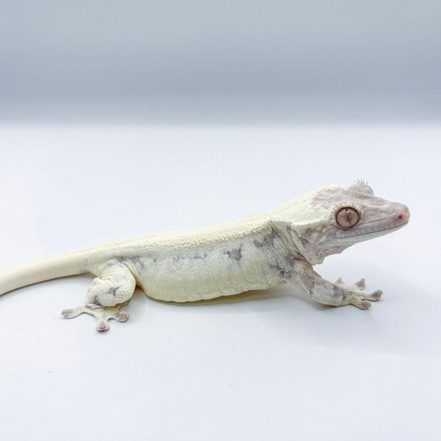 프라푸치노 화이트 릴리화이트