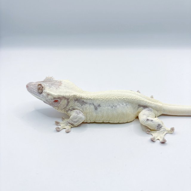 프라푸치노 화이트 릴리화이트