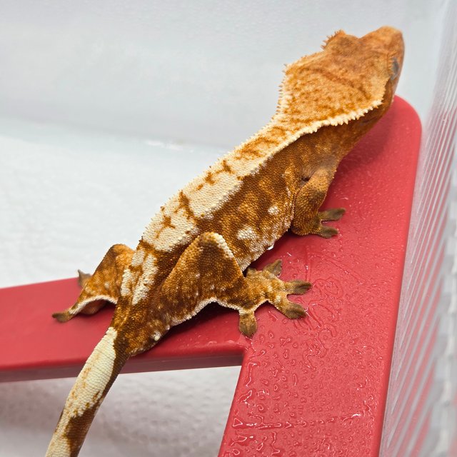 노멀 트라이 레드 화이트 옐로우 텐저린