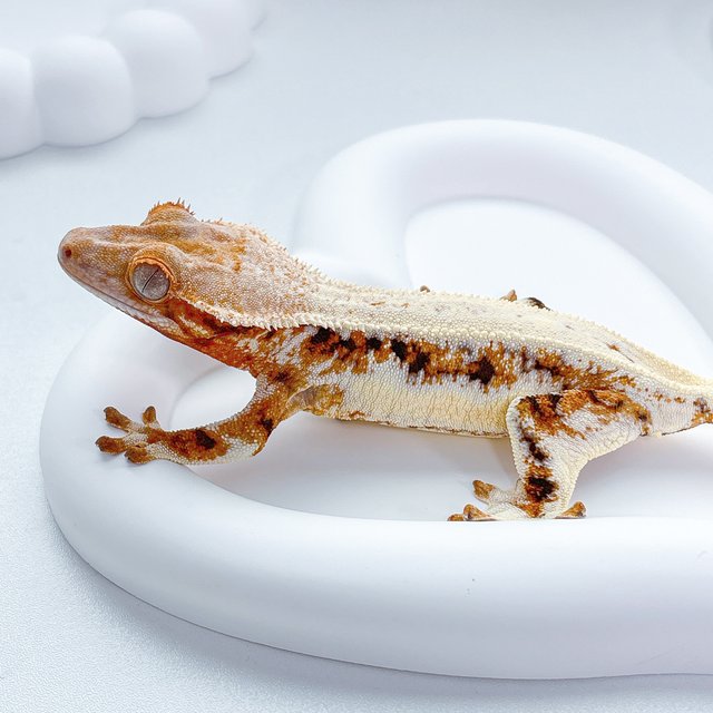 트라이 릴리화이트