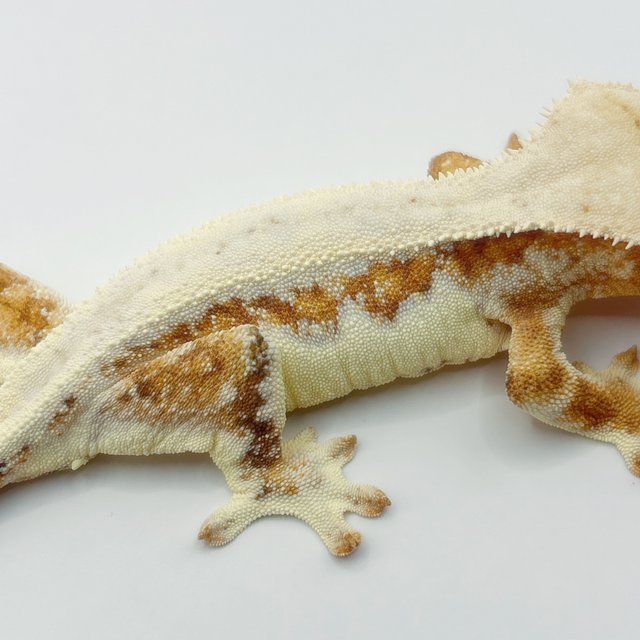 릴리화이트 크림 화이트