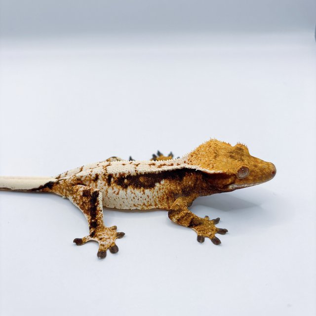 트라이 쿼드 풀핀 텐저린 옐로우 화이트