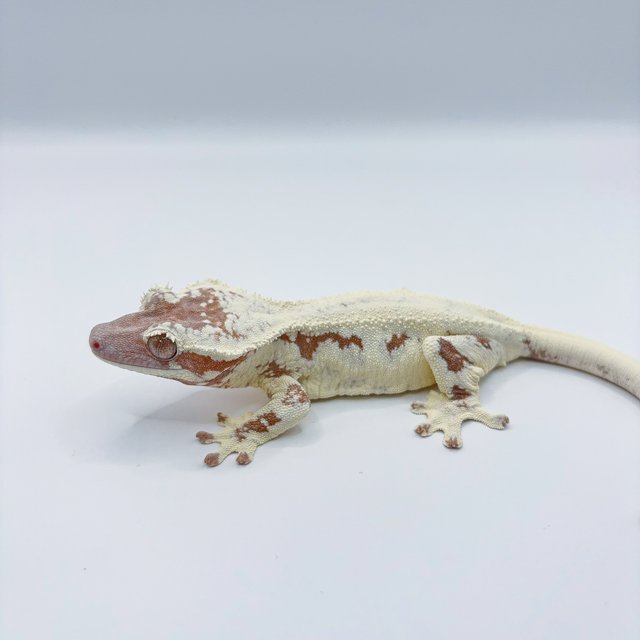 릴리화이트 카푸치노 프라푸치노 레드 화이트