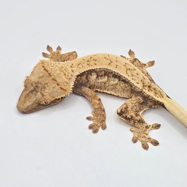 드리피 노멀 옐로우 화이트스팟