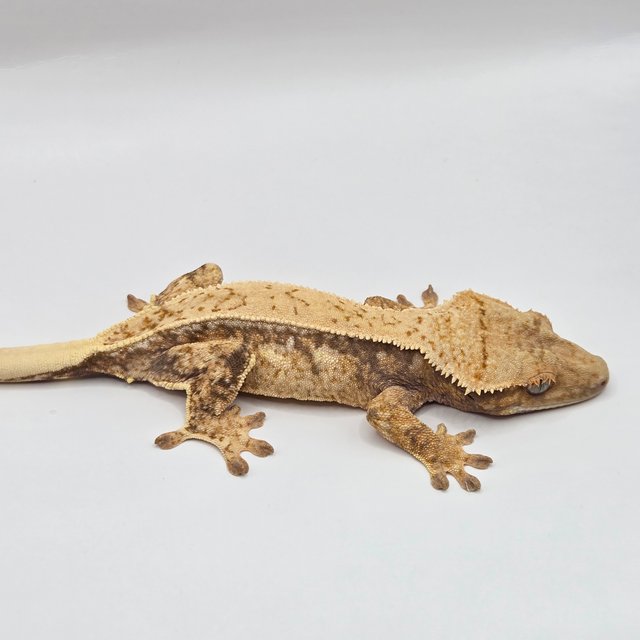 드리피 노멀 옐로우 화이트스팟