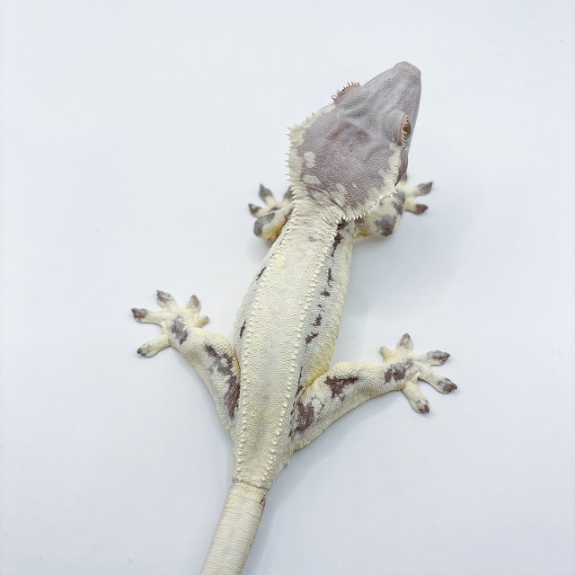 프라푸치노 릴리화이트 카푸치노 화이트