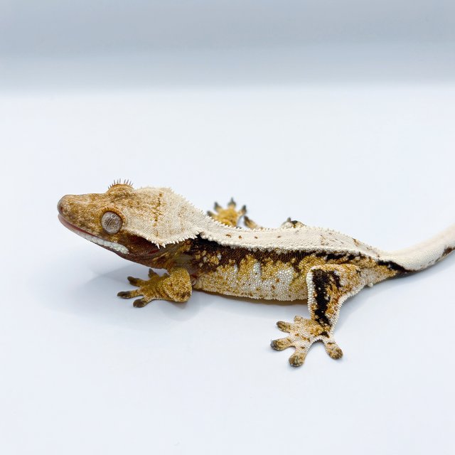 트라이 드리피 쿼드 풀핀 할리퀸 텐저린