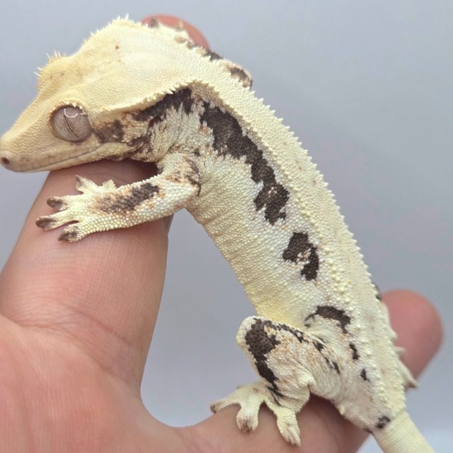 릴리화이트 블랙 화이트