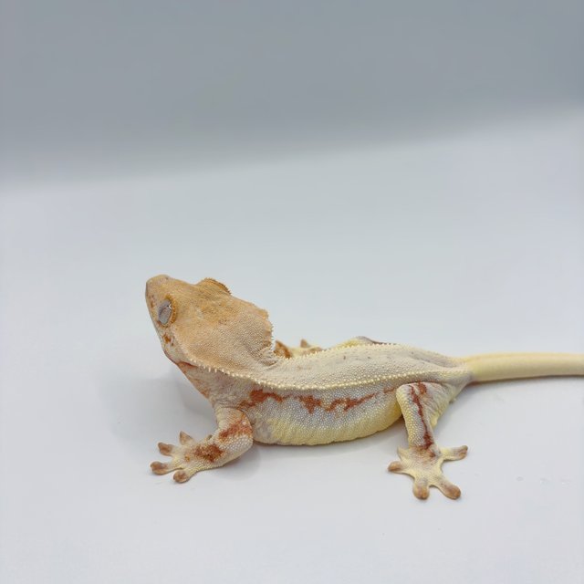 릴리화이트 레드 크림