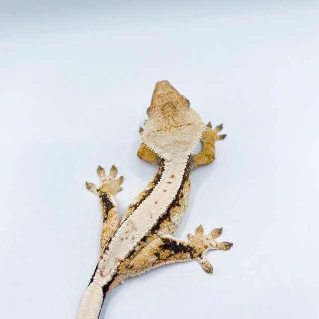 트라이 드리피 쿼드 풀핀 할리퀸 텐저린