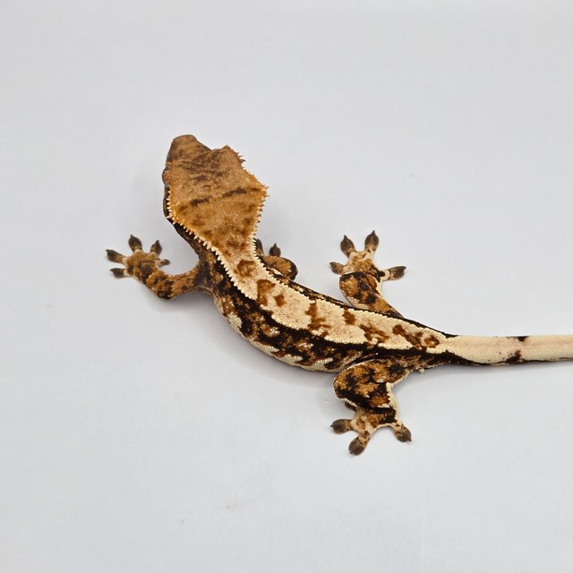 트라이 텐저린 쿼드 풀핀 핀스트라이프