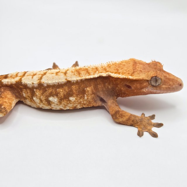 노멀 트라이 레드 화이트 옐로우 텐저린