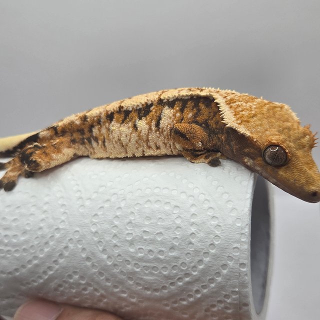 노멀 트라이 익스트림할리퀸 할리퀸 옐로우