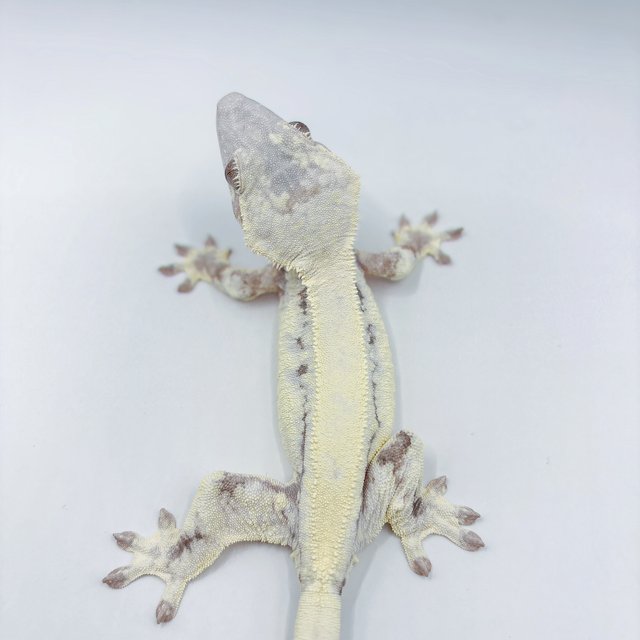 릴리 세이블 세이블