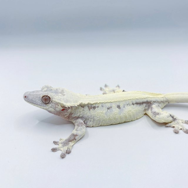 릴리 세이블 세이블