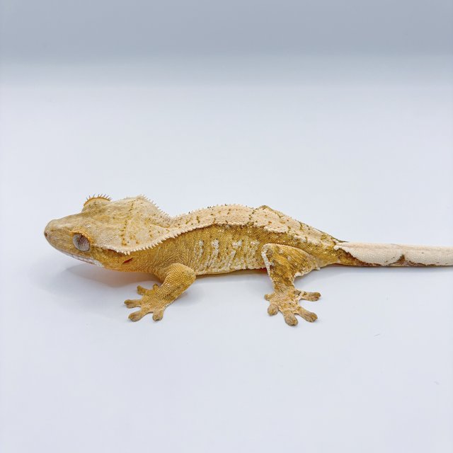 옐로우 화이트스팟 노멀 트라이