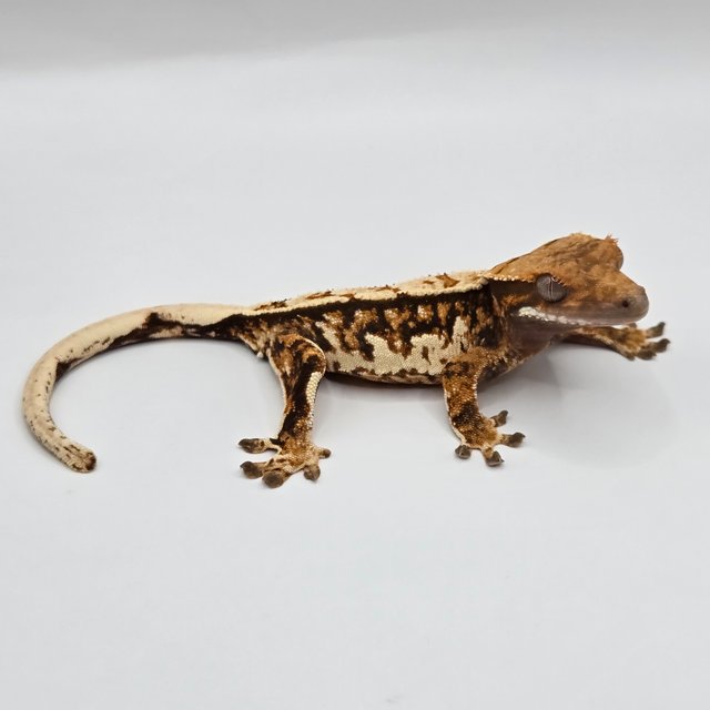 트라이 텐저린 쿼드 풀핀 핀스트라이프