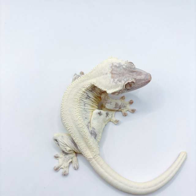 프라푸치노 화이트 릴리화이트