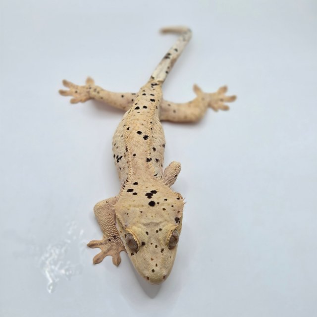 달마시안 옐로우 슈퍼달마시안